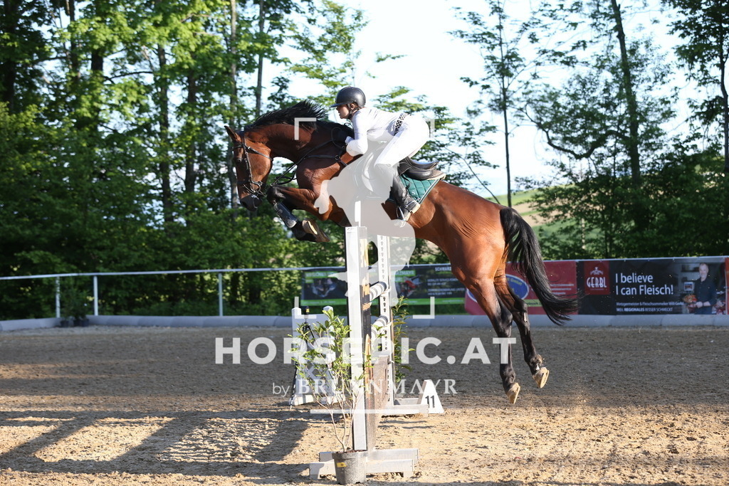 DL2Q3149 | Willkommen bei Brunnmayr - Design & Fotografie – Ihrem Spezialisten für Reitturniere und Pferdeveranstaltungen in Oberösterreich, Salzburg und Bayern! Seit über 17 Jahren sind wir leidenschaftlich dabei.