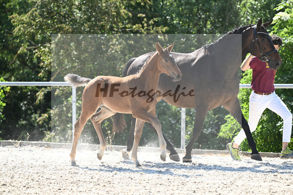Kat-Nr. 6 SF Floricello_Ochs_16230141 | hf-fotografie - Realisiert mit Pictrs.com