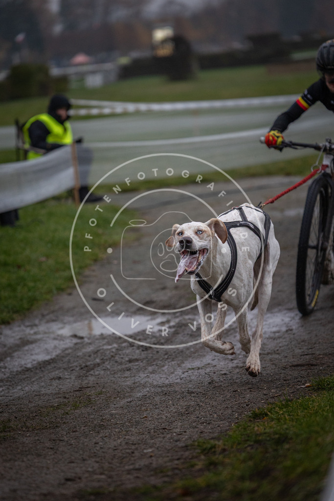 CaniXpix_0L8A0382 | Hundefotografie, Tierfotograf, Pfotenfotografie, Fotoshooting Hund, Hunde Portrait, Hundesport, Hundeportraits, Heideshooting, Hunde, Sportfotograf, Hundefotograf, Turnierhundsport, THS,  - Realisiert mit Pictrs.com