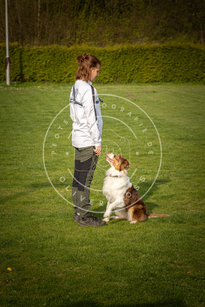 Pfotenfotografie_DV3A4847 | Hundefotografie, Tierfotograf, Pfotenfotografie, Fotoshooting Hund, Hunde Portrait, Hundesport, Hundeportraits, Heideshooting, Hunde, Sportfotograf, Hundefotograf, Turnierhundsport, THS,  - Realisiert mit Pictrs.com