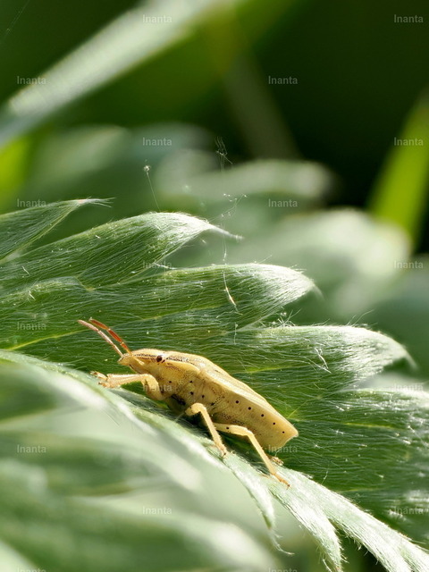 Spitzling (Aelia acuminata) | Inanta - Realisiert mit Pictrs.com