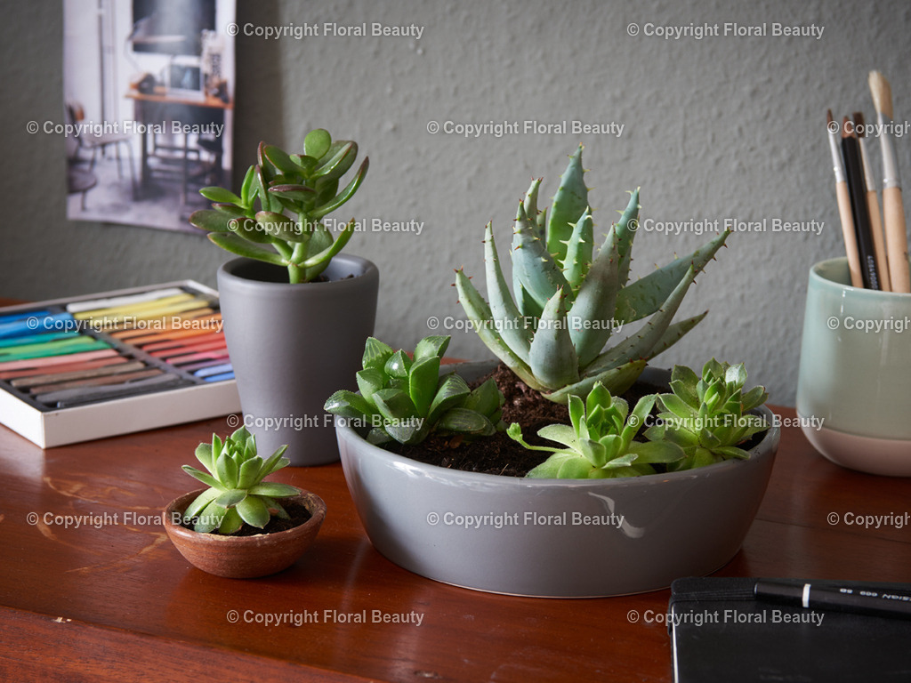 kleine_Pflanzenschale_01 | Onlineshop für hochwertige Wandbilder. Bei uns findet ihr selbstgestaltete Blumenmotive. Das perfekte Geschenk, als Praxisdeko oder die eigene Wohnung. Alle künstlerischen Blumenfotos sind auf Leinwand, FineArtPrint, Kunstdruck und vielem mehr zu erwerben - Realized with Pictrs.com