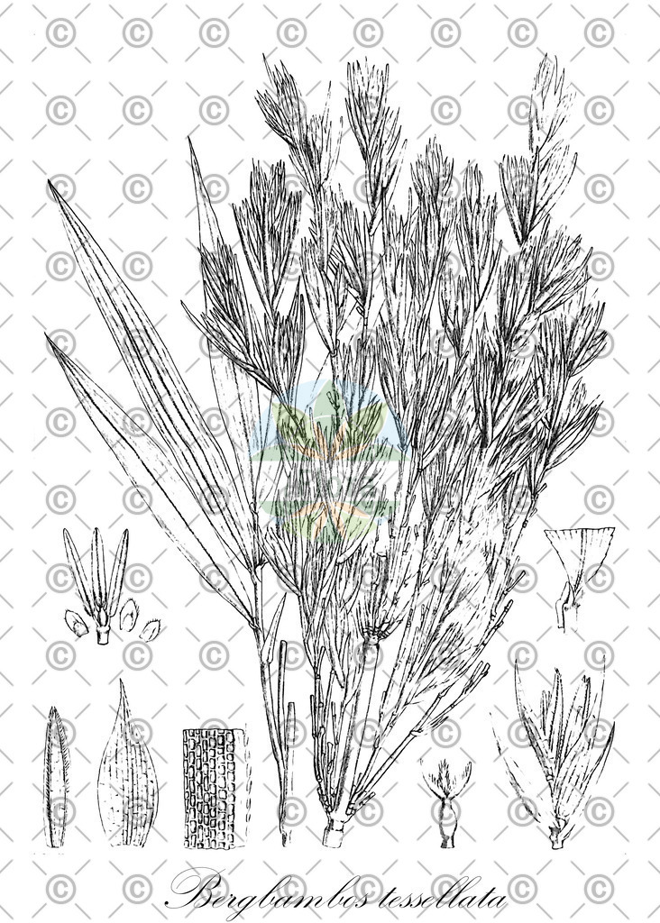 HistAbb_EMP_31306_2_SIMPLE | Historische Abbildung von Bergbambos tessellata - Poaceae | Historical Illustration of Bergbambos tessellata - Poaceae