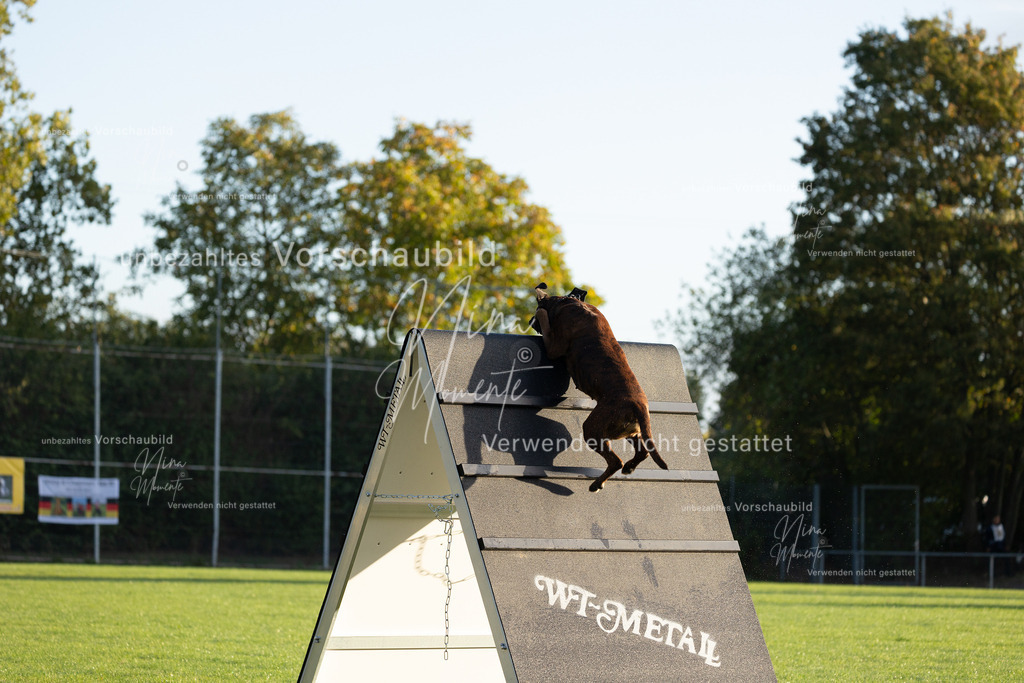 _16A6028 | Einzigartige Fotos von Hunden & Menschen –Actionfotos, Portraits, Vereinsaufnahmen & Paarshootings – authentisch, lebendig & mit Herz.