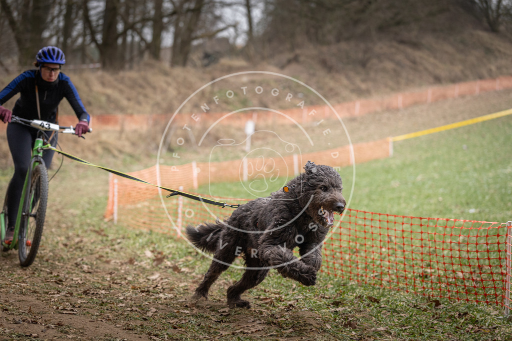 Pfotenfotografie_DV3A6604 | Hundefotografie, Tierfotograf, Pfotenfotografie, Fotoshooting Hund, Hunde Portrait, Hundesport, Hundeportraits, Heideshooting, Hunde, Sportfotograf, Hundefotograf, Turnierhundsport, THS,  - Realisiert mit Pictrs.com