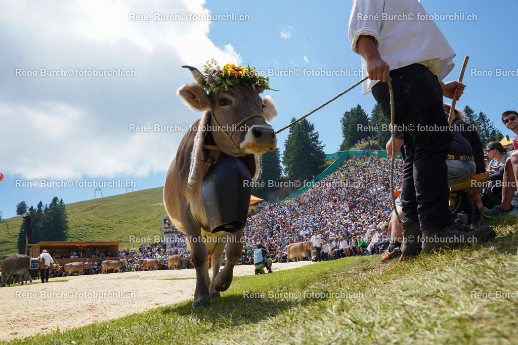 20220710-DSC09869 (2) | René Burch leidenschaftlicher Fotograf aus Kerns in Obwalden.  Hier finden sie Sport, Landschaft und Natur Fotografie.
 - Realisiert mit Pictrs.com