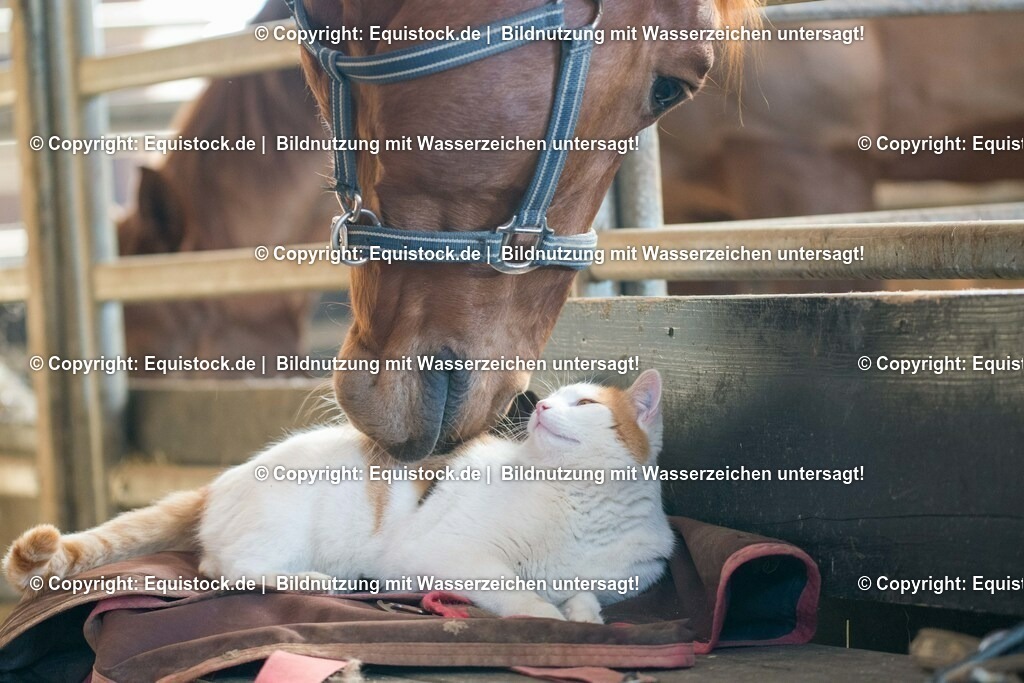 20160411_Pferd_mit_katze_0001 | equistock
