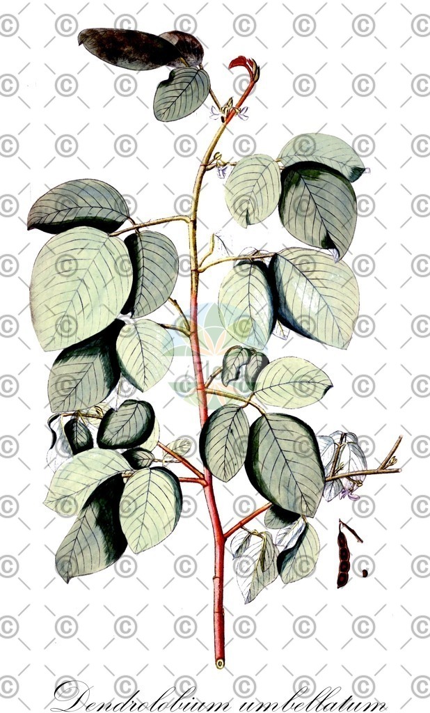 HistAbb_wfo-0000641112_1_ENZY_Simple | Historische Abbildung von Dendrolobium umbellatum - Fabaceae | Historical Illustration of Dendrolobium umbellatum - Fabaceae