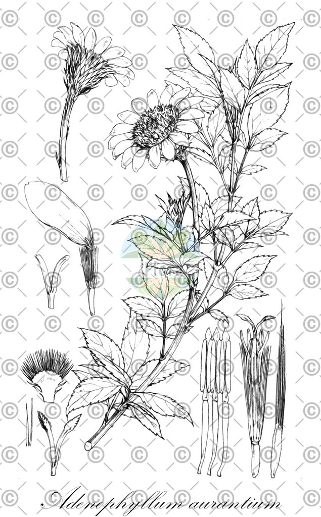 HistAbb_wfo-0000133735_1_ENZY_Simple | Historische Abbildung von Adenophyllum aurantium - Asteraceae | Historical Illustration of Adenophyllum aurantium - Asteraceae