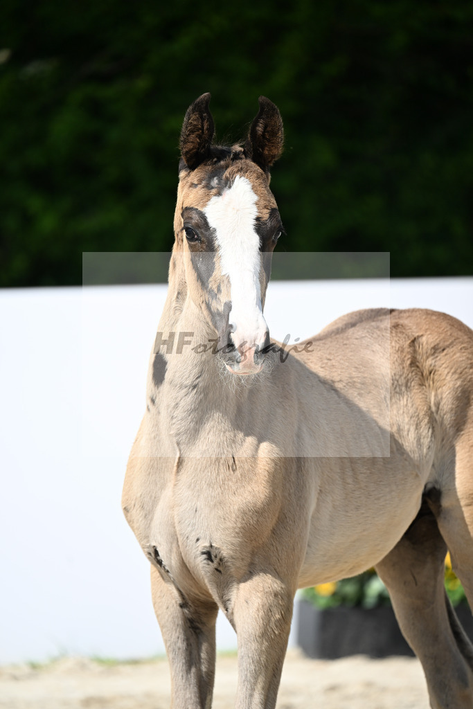 Escamillo x San Amour I_HF_040425_ZG Fink-Deichner Gantner_13251821 | hf-fotografie - Realizzato con Pictrs.com