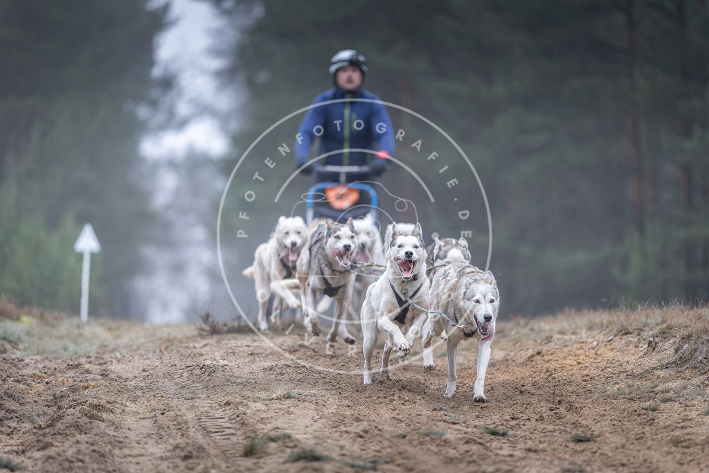 Pfotenfotografie_DV3A0210 | Hundefotografie, Tierfotograf, Pfotenfotografie, Fotoshooting Hund, Hunde Portrait, Hundesport, Hundeportraits, Heideshooting, Hunde, Sportfotograf, Hundefotograf, Turnierhundsport, THS,  - Realisiert mit Pictrs.com