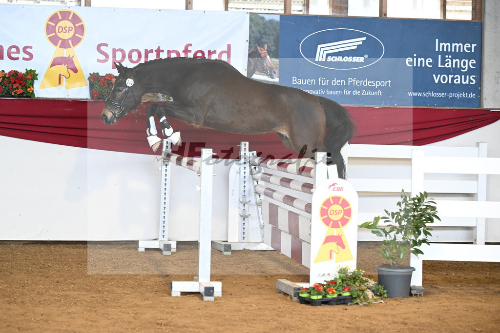 Kat-Nr. 32 Gluecksstuermer v. Gruendleinshofs Gipfelstuermer_Kaus_16250529 | hf-fotografie - Realizzato con Pictrs.com