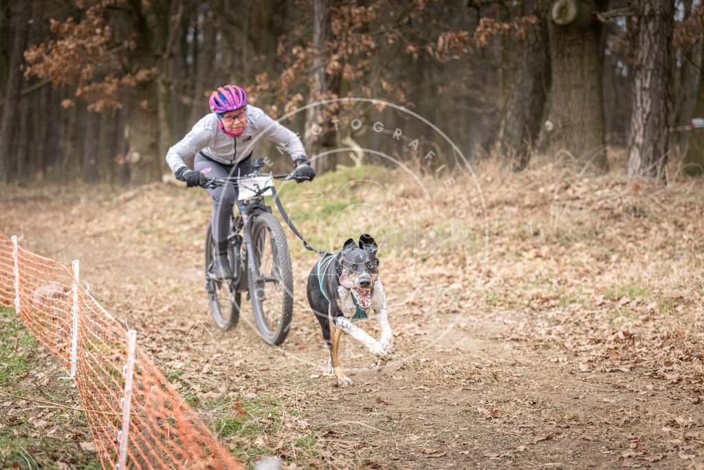 Pfotenfotografie_DV3A1300 | Hundefotografie, Tierfotograf, Pfotenfotografie, Fotoshooting Hund, Hunde Portrait, Hundesport, Hundeportraits, Heideshooting, Hunde, Sportfotograf, Hundefotograf, Turnierhundsport, THS,  - Realisiert mit Pictrs.com