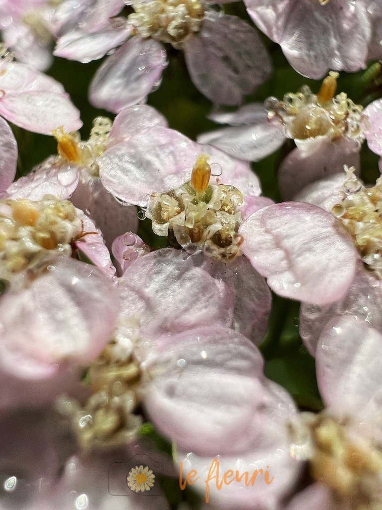 IMG_5509 | Dies ist der Shop von Florian Blum - le fleuri. Langenthal, Bern, Schweiz. Sie können hier meine oder ihre eigenen Fotos als Fotoprodukte kaufen. Tassen, Schlüsselanhänger, Taschen etc. können Sie hier gestalten.  - Realisiert mit Pictrs.com