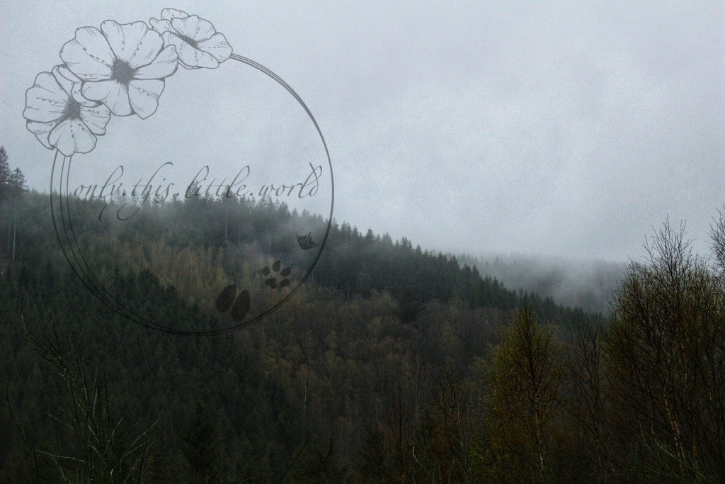 IMG_1253-01 | only.this.little.world - Realisiert mit Pictrs.com