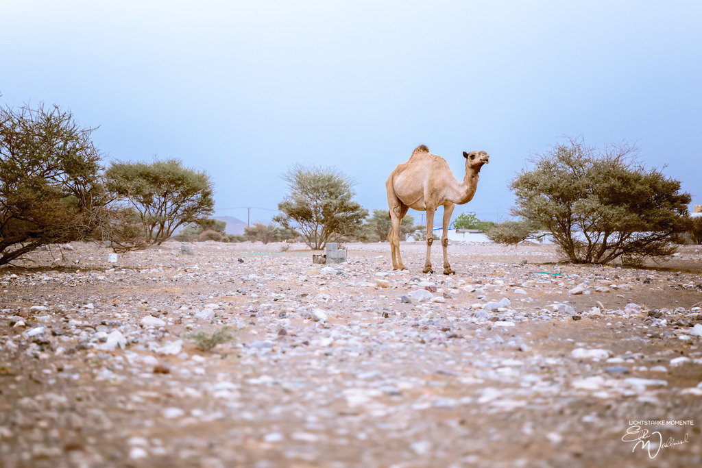 Dromedare irgendwo im Nirgendwo, zwischen Sur und Bidiyya, Oman | Herzlich willkommen auf meiner Seite! Ich bin Elke Wallnisch, Deine Fotografin für lichtstarke Momente. Der Name steht für alles, was mich mit der Fotografie verbindet: Das Licht und seine machtvolle Wirkung auf eine Situation oder unsere Stimmung - Realisiert mit Pictrs.com