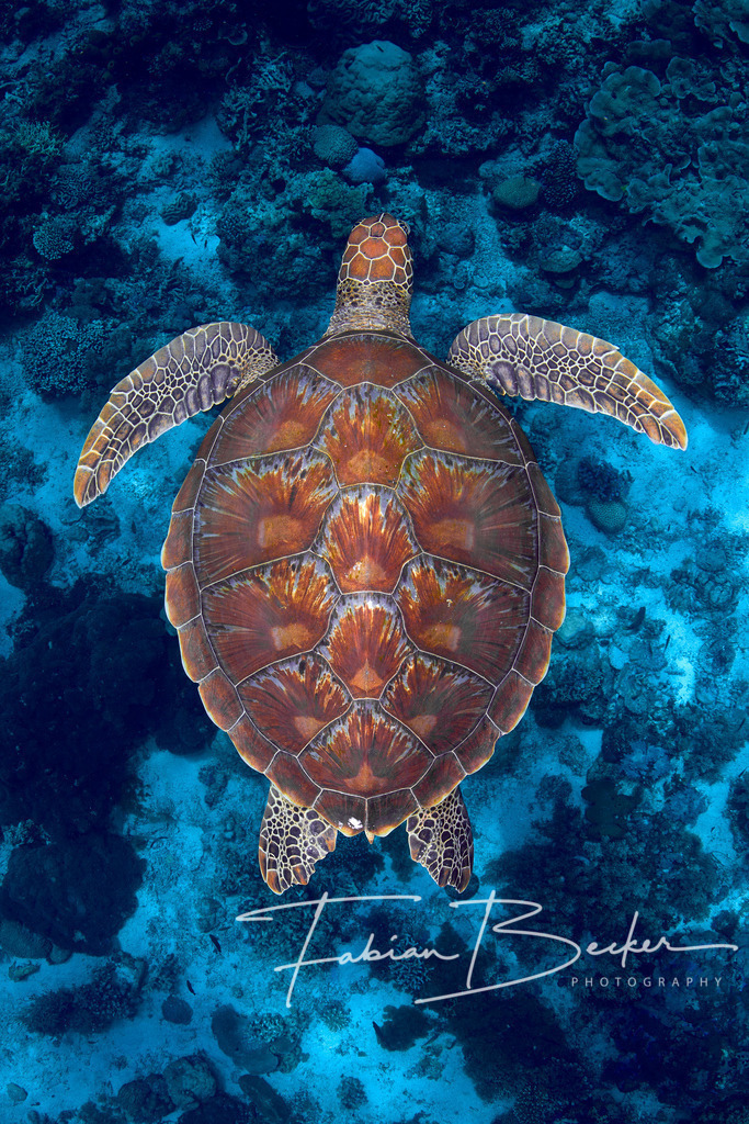 Ocean's Symmetry | Einzigartige Wandbilder von faszinierenden Unterwasserwelten. Exklusive Kunst für Empfangsbereiche, Wohnraum oder Wartezimmer. - Realisiert mit Pictrs.com