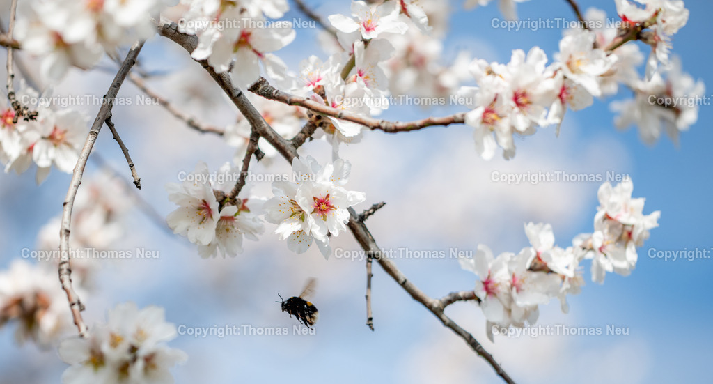Hummel-Mandelbluete-Bergstrasse-Weinberge-Fruehling-hessische-bergstrasse-Bensheim-Heppenheim-Fotografie-Thomas_neu-1375 | Eine Hummelzwischen zarten weißen Blüten im Frühling. Die Makroaufnahme mit weicher Hintergrundunschärfe zeigt die filigrane Schönheit der Natur und die wichtige Rolle der Bestäuber in der Blütenzeit. Die Mandelblüte an der Hessischen Bergstraße gehört zu den schönsten Frühlingsmomenten der Region. Ein blühender Mandelbaum steht oberhalb der Weinberge zwischen Bensheim und Heppenheim und bietet einen weiten Blick über die Rebenlandschaft.  Die Kombination aus blühenden Mandelbäumen, Weinbergen und der sanften Landschaft der Bergstraße macht diese Szene zu einem typischen Motiv des Frühlings in Südhessen.,Bild: Thomas Neu