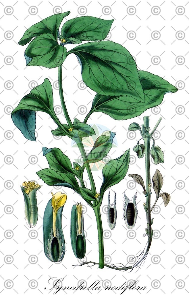 HistAbb_wfo-0000150579_1_ENZY_Simple | Historische Abbildung von Synedrella nodiflora - Asteraceae | Historical Illustration of Synedrella nodiflora - Asteraceae