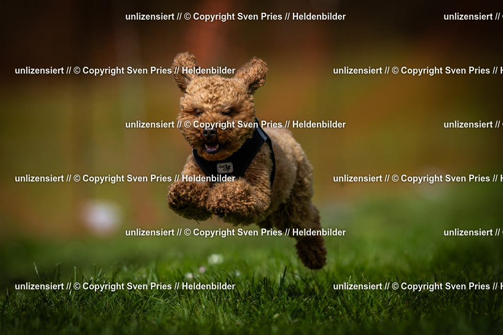 Sven Pries | 2025-04-13 - Hunderennen Baden-Baden - Realisiert mit Pictrs.com