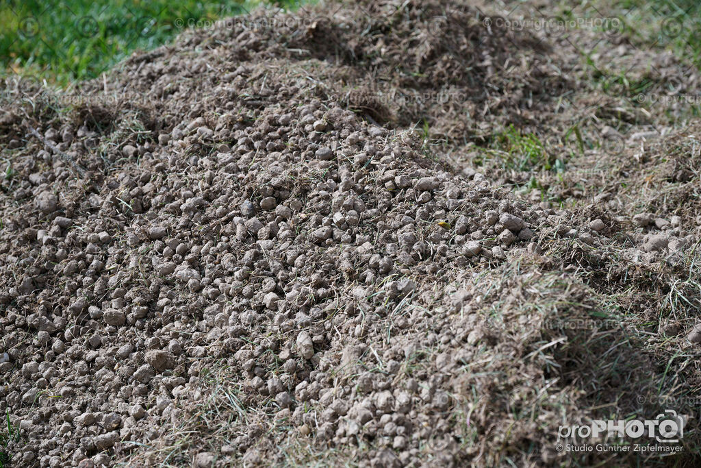 202507_Rernböck-Rasen_NZ9_1115 | proPHOTO - Realisiert mit Pictrs.com