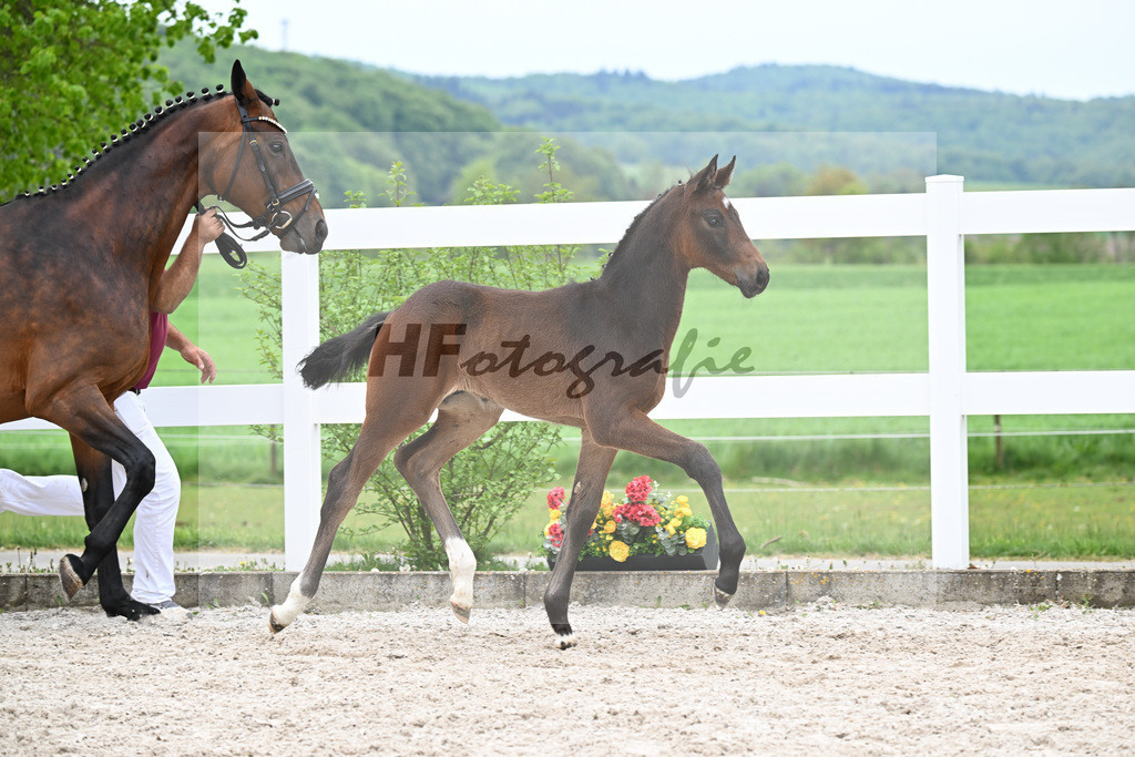 Kat-Nr. 8 HF Tesino RS x Benetton Dream_Greim_23260922 | hf-fotografie - Realisiert mit Pictrs.com