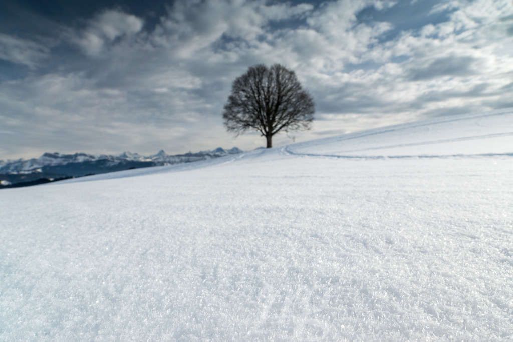 Schneeflocken in Winter-Landschaft mit einsamem Baum | Die ideale Geschenkidee für Naturliebhaber. Naturbilder von Marcel Gross Photography für ihr Zuhause in den verschiedensten Formaten und Materialien. - Realisiert mit Pictrs.com