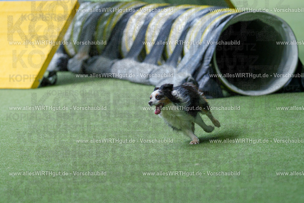 @allesWIRTHgut_Tierfotografie - www.allesWIRTHgut.de - 2604251259-7R503275 | Professionelle Tierfotografie in Mönchengladbach von Daniel Wirth (allesWIRTHgut). Liebevolle & natürliche Bilder von Hunden & Katzen für unvergessliche Erinnerungen.