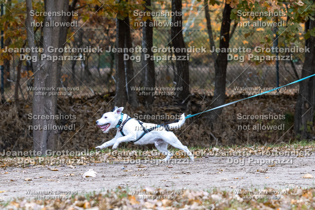Dog Paparazzi - SD CaniX Championship 2025-604 | Dog Paparazzi Jeanette Grottendiek Fotografie & Videografie