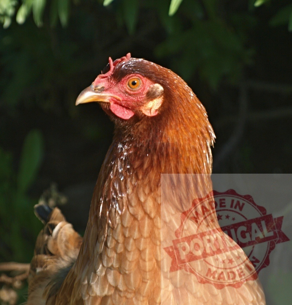 Brown hen with red comb on farm | Brown chicken featuring red comb, wattles, and detailed feathers looking left in profile - Realized with Pictrs.com