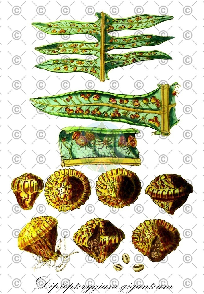 HistAbb_wfo-0000507015_1_ENZY_Simple | Historische Abbildung von Diplopterygium giganteum - Gleicheniaceae | Historical Illustration of Diplopterygium giganteum - Gleicheniaceae