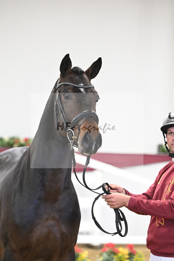 Kat-Nr. 7 Chacoon Blue x Elvis ter Putte_Hansjoerg Harscher_47250090 | hf-fotografie - Realisiert mit Pictrs.com