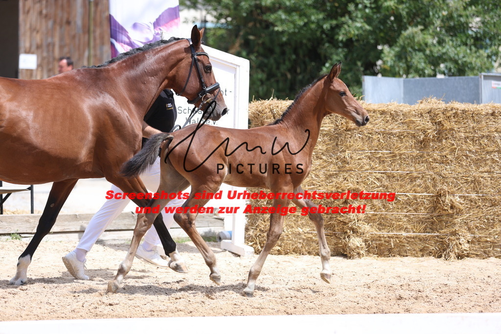 Fohlenschau_Schwäbisch_Hall_springbetonte_Fohlen_KN 19_6 | lmwpictures - Realisiert mit Pictrs.com