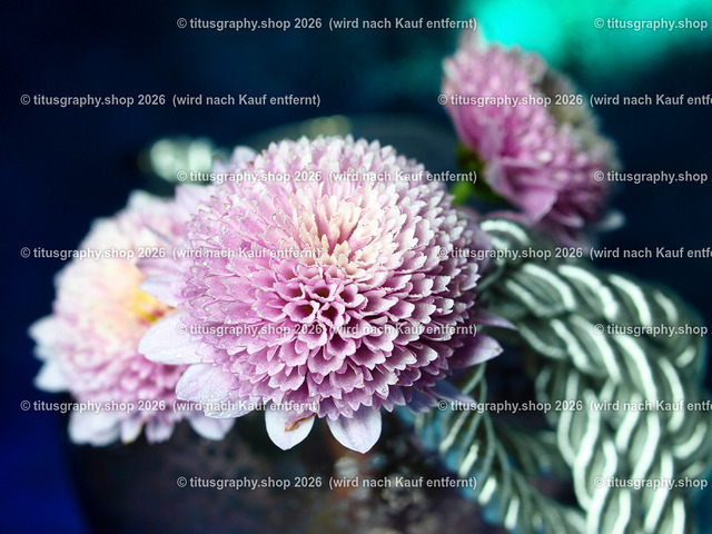 titusgraphy_PC101794-vz-ln | titusgraphy-shop: Geschenkideen mit Qualitätsfotos. titusgraphy-shop: gift ideas with quality photos. titusgraphy-shop: idées cadeaux avec photos de qualité.  - Realisiert mit Pictrs.com