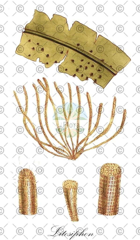 HistAbb_7PBYR_3_ENZY_Simple | Historische Abbildung von Litosiphon - Chordariaceae (0) | Historical Illustration of Litosiphon - Chordariaceae (0)