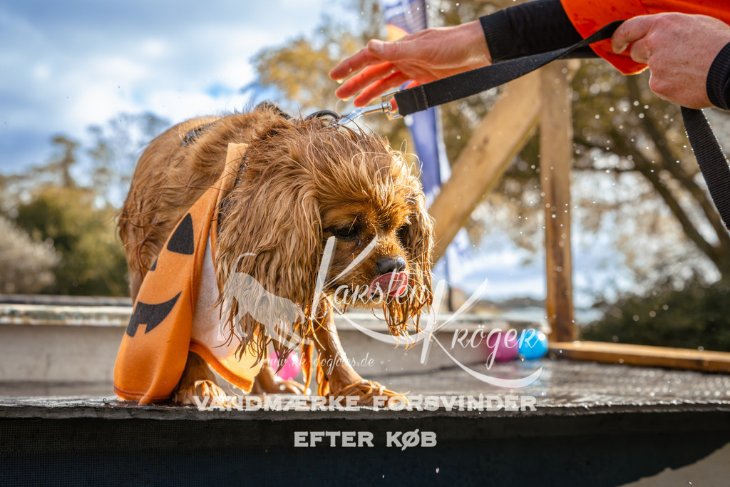 1357_ZZ92973-2 | kk-dogfotos