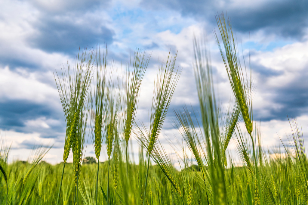 2022_05_31_DSC1984 | Hochwertig gedruckte Fotografien für die Wand, als Kalender und zum Verschenken. Hamburg & Norddeutschland und überall wo ich mit der Kamera unterwegs war.