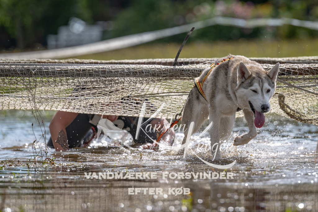 1341_ZZ90637 | kk-dogfotos