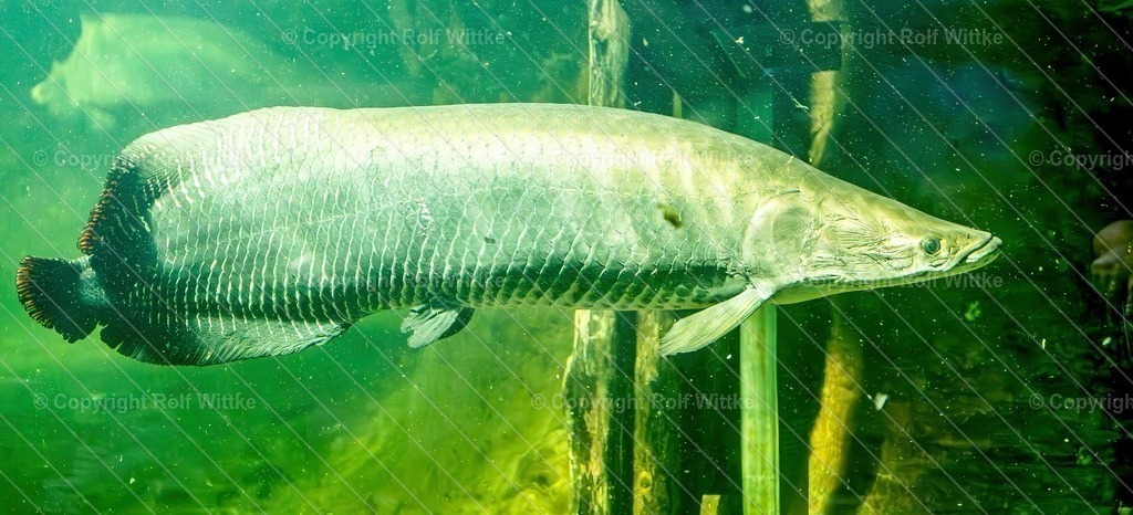 fish01 | Rolf Wittke  - Realisiert mit Pictrs.com