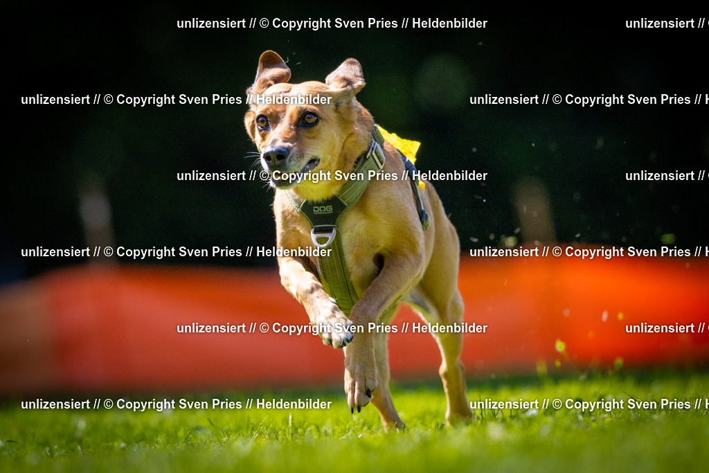 Sven Pries | 2025-08-10 - Hunderennen Durlach - Realisiert mit Pictrs.com