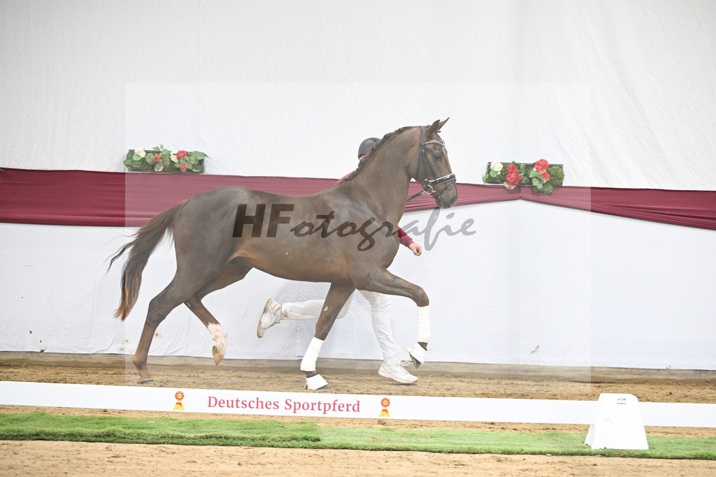 Kat-Nr. 32 Va Bene x Delatio_Simonne Spaeth_47251084 | hf-fotografie - Realisiert mit Pictrs.com