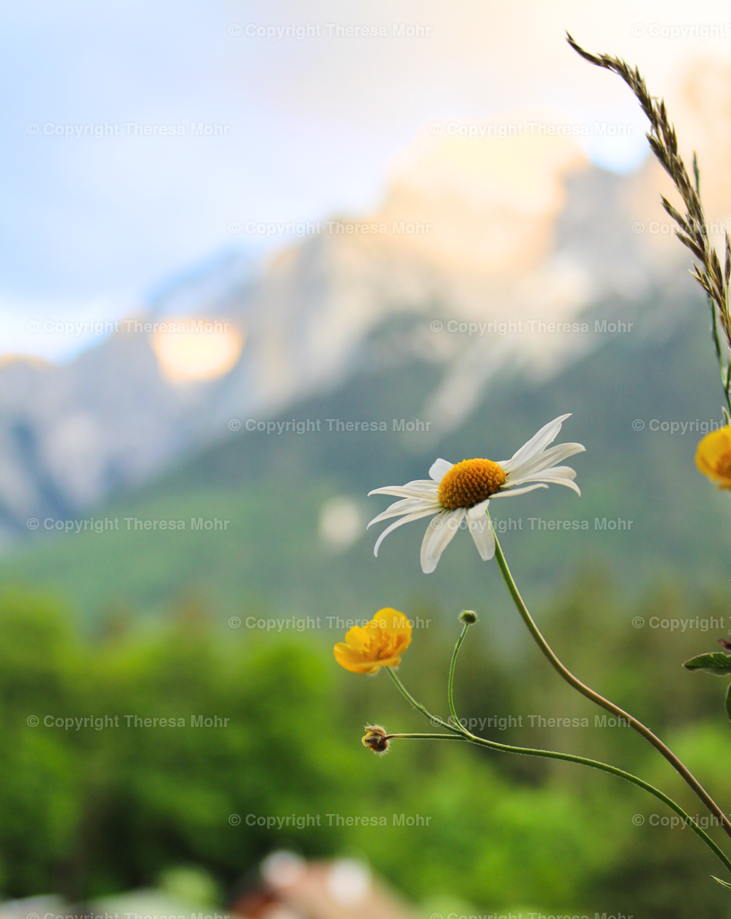 Margerite im Abendlicht mit Bergpanorama  | Naturpuls - Realisiert mit Pictrs.com