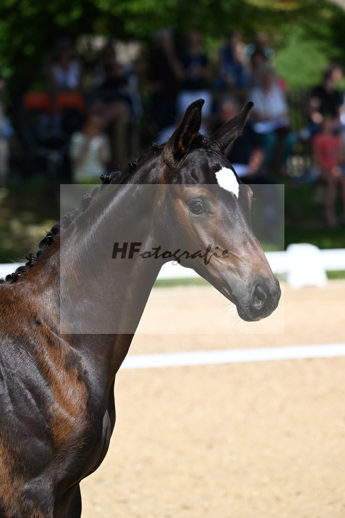 Kat-Nr. 17 HF Floricello x Sir Donnerhall_Zimmermann_27230230 | hf-fotografie - Realisiert mit Pictrs.com