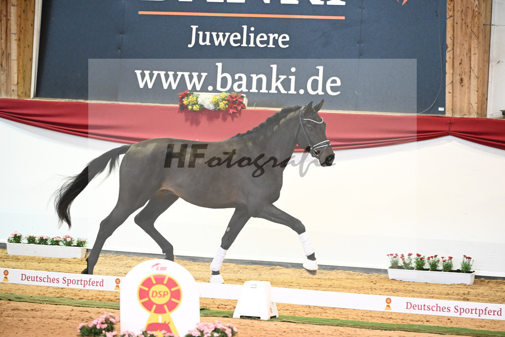Kat-Nr. 37 Jovian x Lord Sinclair I_Meyer_43231956 | hf-fotografie - Realisiert mit Pictrs.com