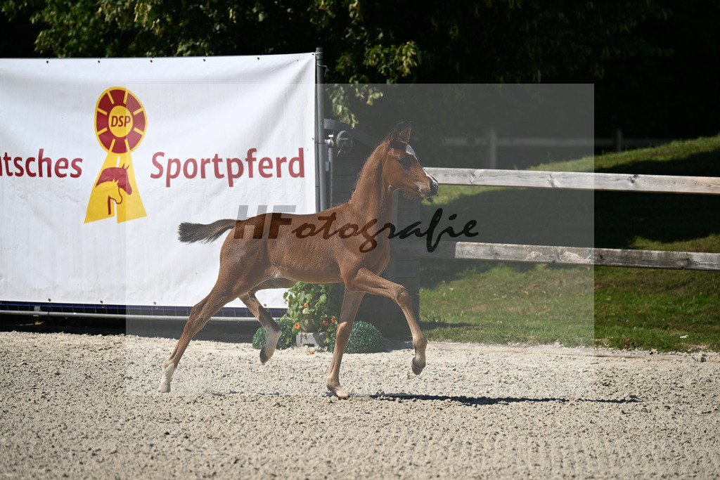 Kat-Nr. 40 Bon Courage x Veneziano_HF_Reglauer_24250173 | hf-fotografie - Realisiert mit Pictrs.com
