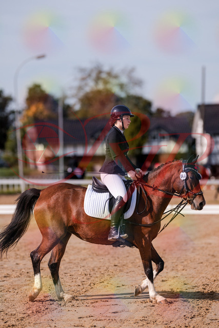 2026_10_03_Siefer-Hof_115437_Z81_94121554 | Professionelle Reitsport-, Turnier- und Eventfotografie von Robert Broda. Galerien mit ausgewählten und bearbeiteten Bildern direkt online ansehen und bestellen.