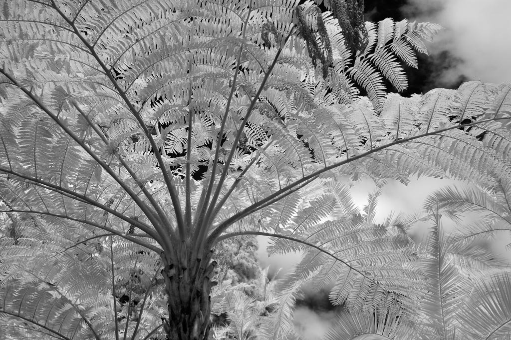 portugal-2016-088 | In einem botanischen Garten in Funchal auf der Insel Madeira - Realisiert mit Pictrs.com
