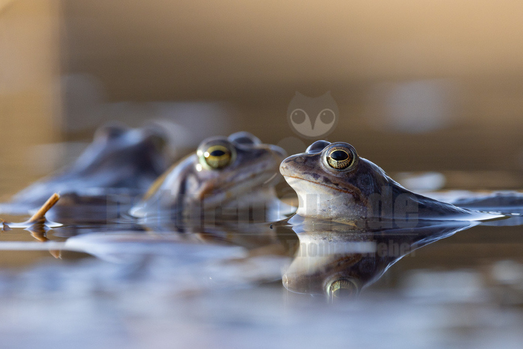 R5NF2753-20230316 | Der Moorfrosch gehört innerhalb der Ordnung der Froschlurche zur Familie der Echten Frösche und ebenso zur Gattung der Echten Frösche. Außerdem fasst man ihn nach Aussehen und Lebensweise mit anderen Arten zu den sogenannten Braunfröschen zusammen.  - Realisiert mit Pictrs.com