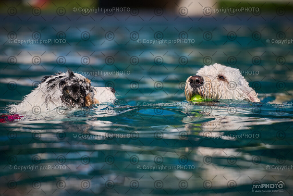 193_202509_4Hundebadetag_NZ9_2759 | proPHOTO - Realisiert mit Pictrs.com