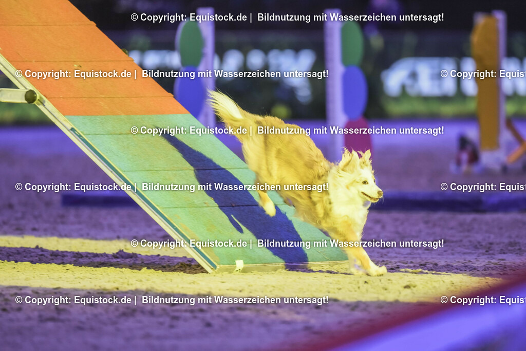 20231115_Dog-Agility_0061_TOMsPiC | Foto: Thomas Hartig